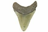 Fossil Megalodon Tooth - North Carolina #298836-1